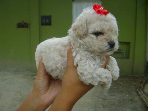 Poodle Mini