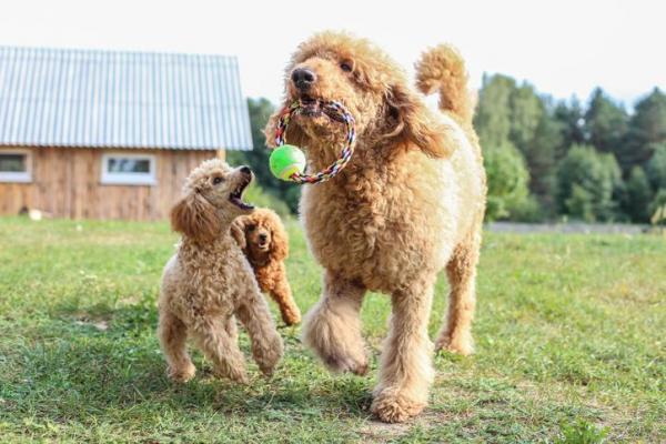 Poodle Médio