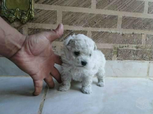 Poodle Toy Com o Dono 