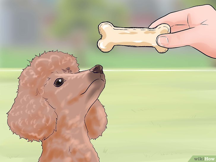 Poodle se Alimentando