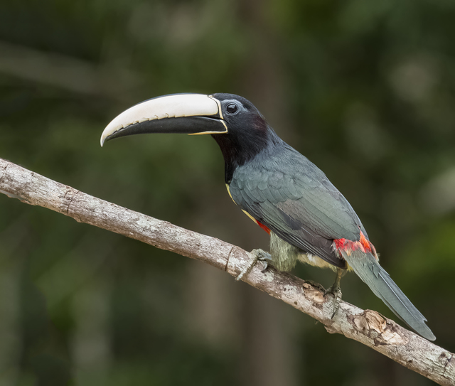 Pteroglossus aracari