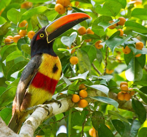 Pteroglossus frantzii