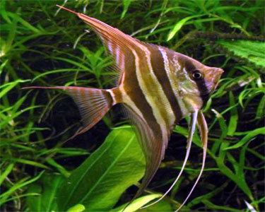 Pterophyllum Altum