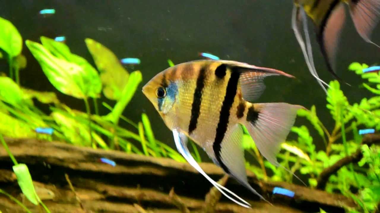 Pterophyllum