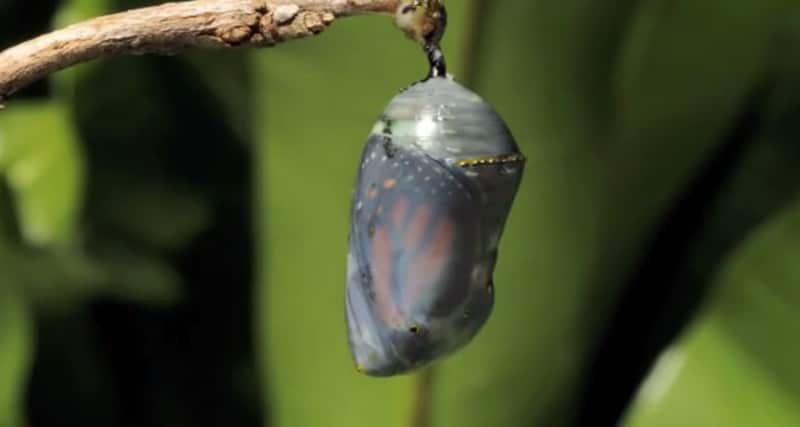 Pupa de Borboleta