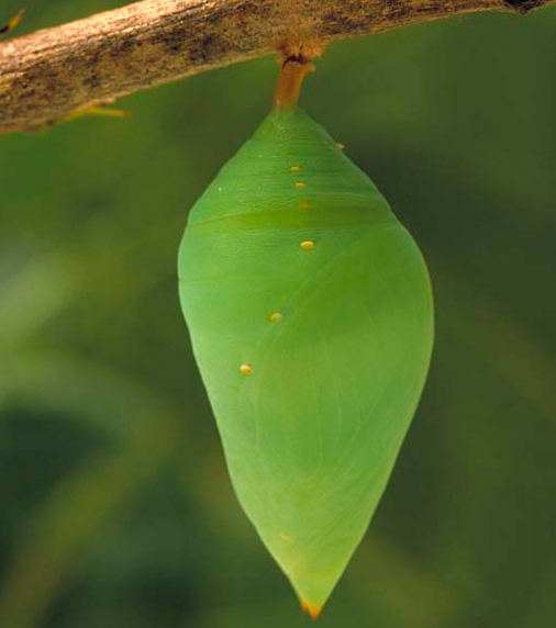 Pupa de Borboleta