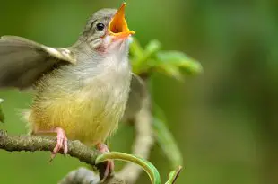 Pássaro Cantando