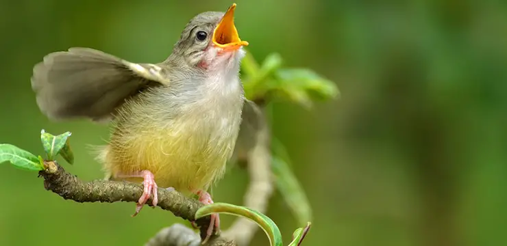 Pássaro Cantando 