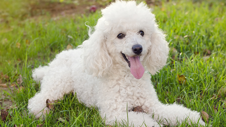Tudo Sobre a Raça Poodle: Características e Fotos