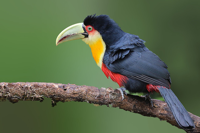 Ramphastos Dicolorus