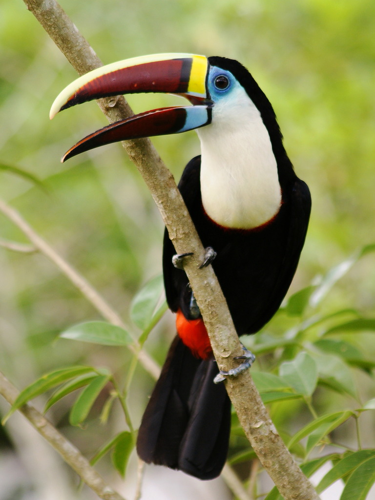 Ramphastos Tucanus