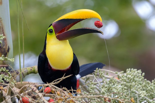 Ramphastos ambiguus