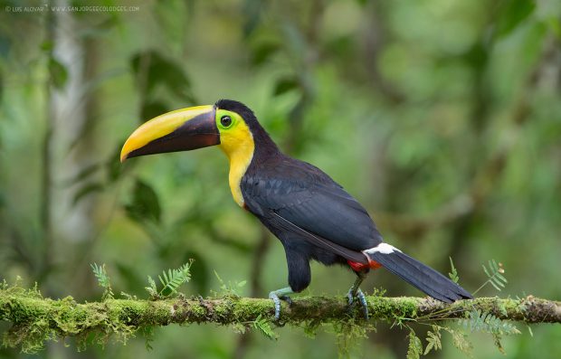 Ramphastos brevis