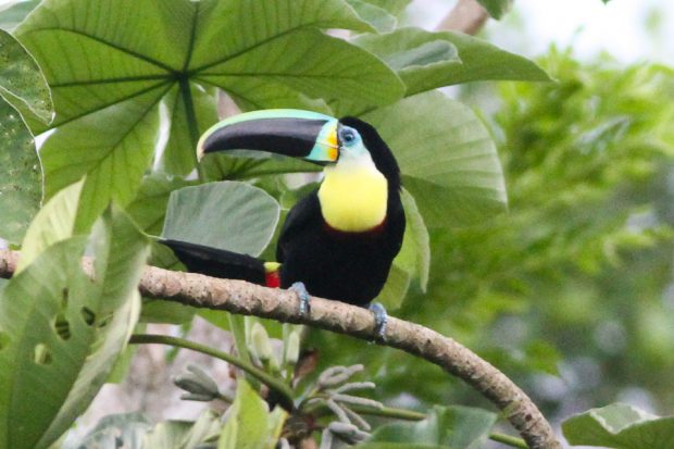 Ramphastos citreolaemus