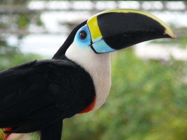 Ramphastos culminatus