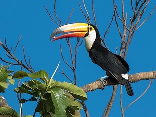 Tucano-de-Colar-Dourado: Características, Habitat e Fotos