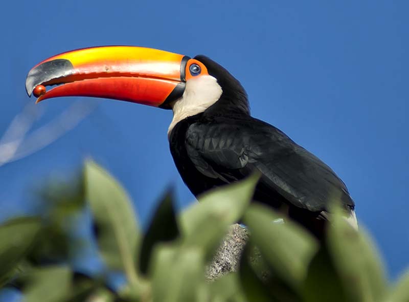 Ramphastos toco