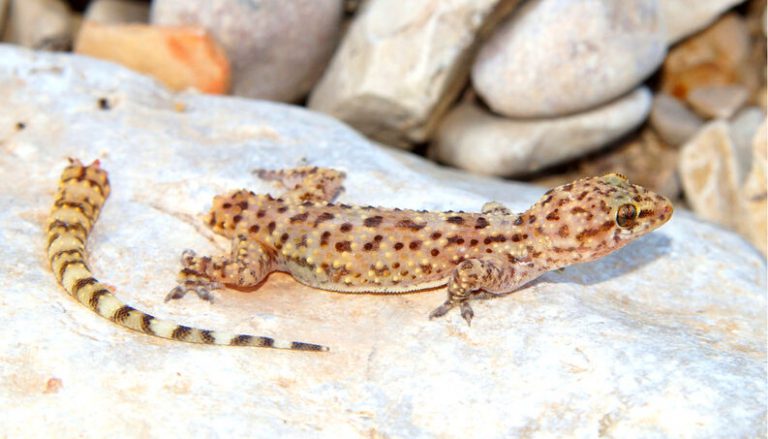 Qual é a Classificação da Lagartixa? Lagartixa é Réptil? | Mundo Ecologia