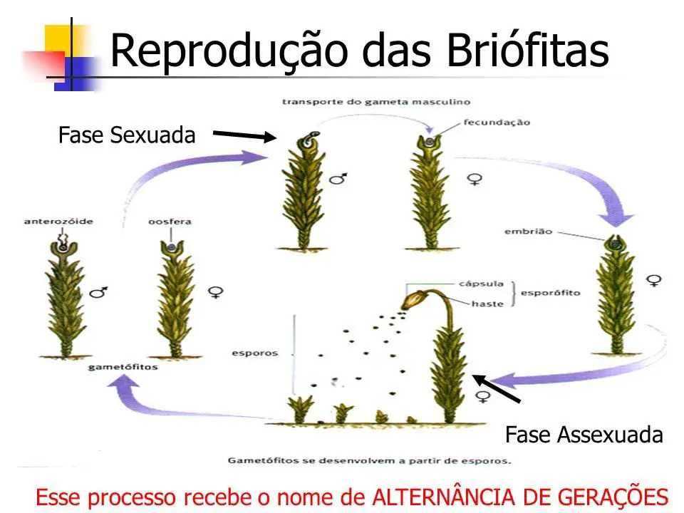 Reprodução Briófitas 