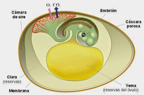 Respiração Dentro do Ovo