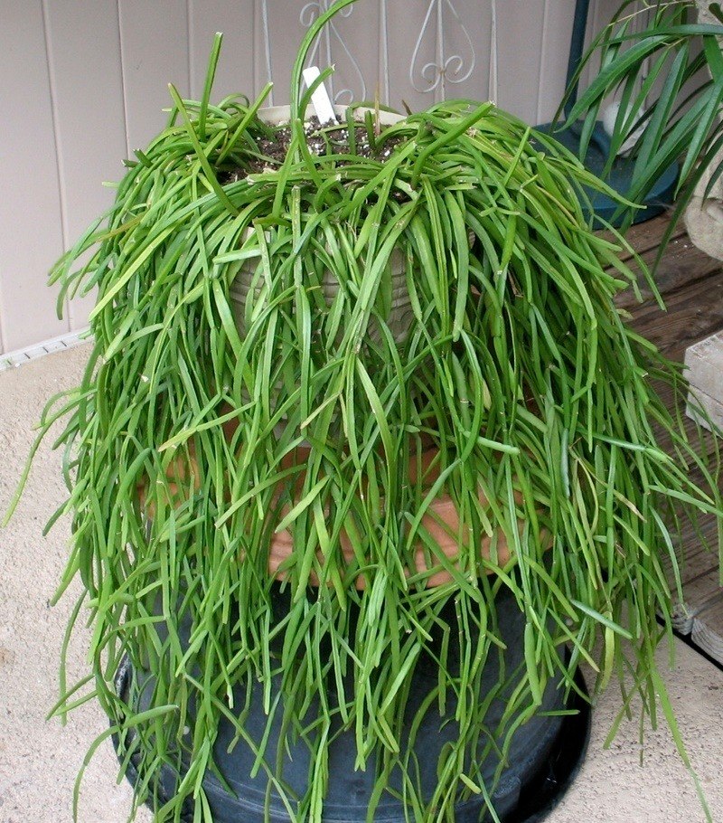 Rhipsalis Baccifera