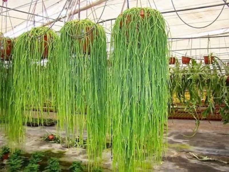 Rhipsalis Baccifera