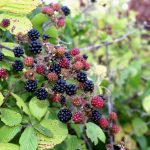 Rubus Ulmifolius