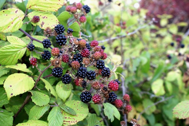 Rubus Ulmifolius