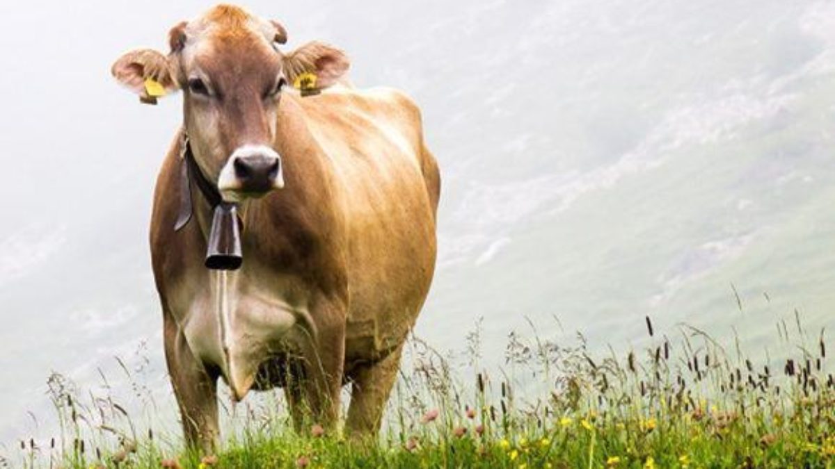 Qual Animal Tem Mais De Um Estômago?