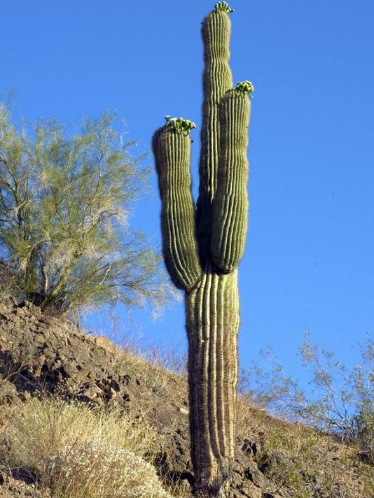 Saguaro