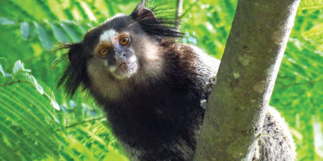 O macaco estrela sagui de topete preto ou simplesmente sagui é uma espécie  de macaco