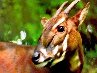 Alimentação do Saola: O Que Eles Comem?