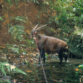 Saola na Beira do Rio 