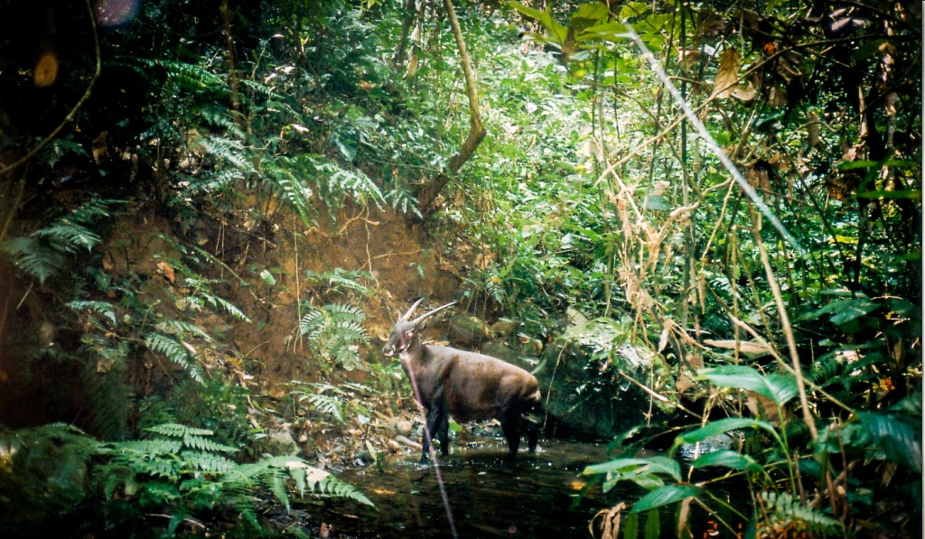 Saola no Meio da Mata 