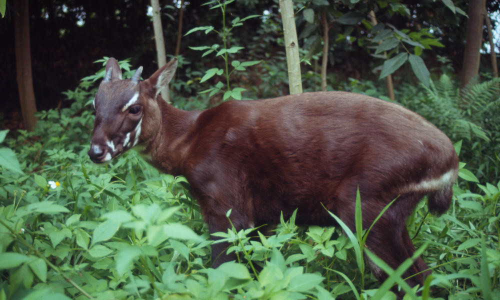 Saola no Meio do Mato