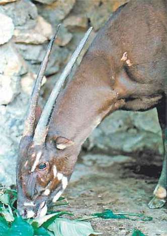 Saola se Alimentando 