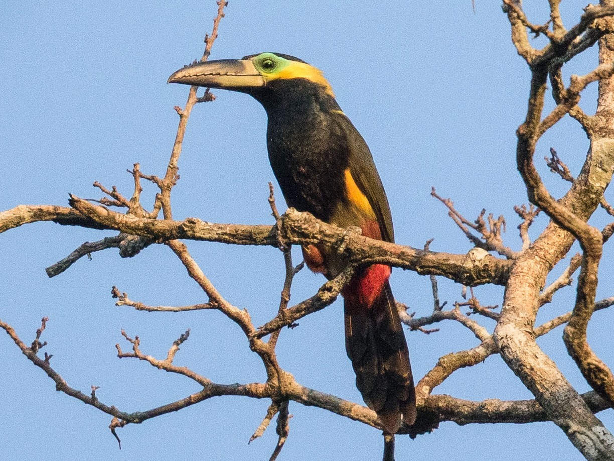 Saripoca-De-Coleira no Alto da Árvore 