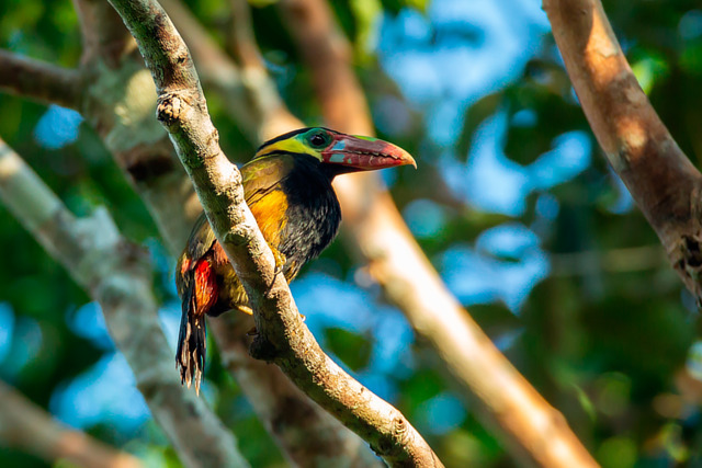 Saripoca de bico castanho 