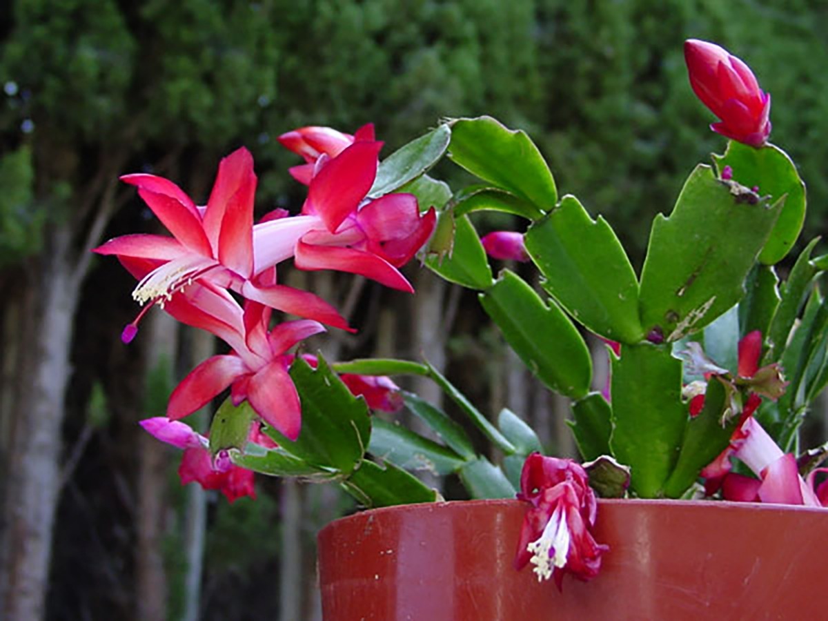 Schlumbergera Truncata