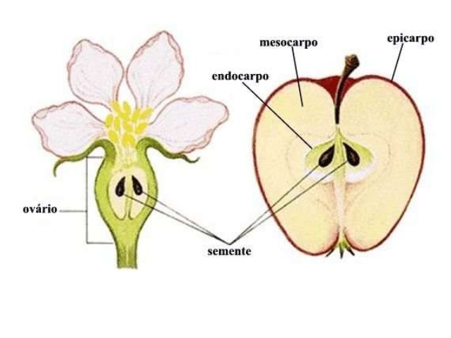 Semente e Fruto 