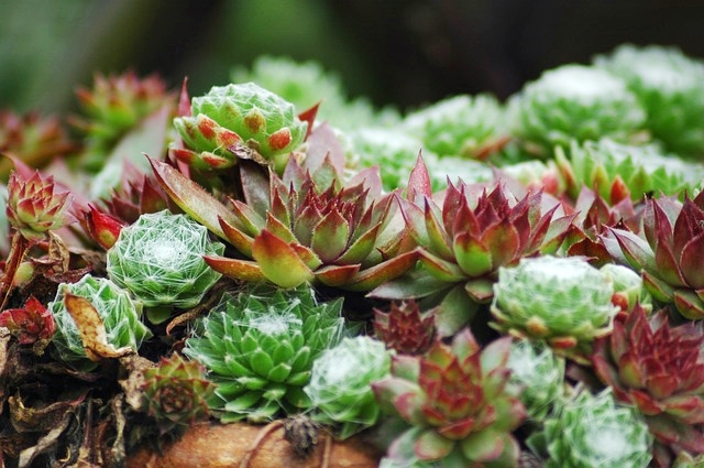 Sempervivum