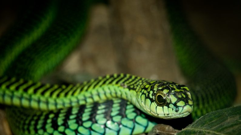 Serpente Boomslang