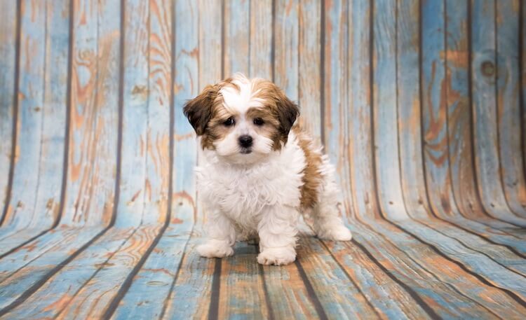 Shih-Poo