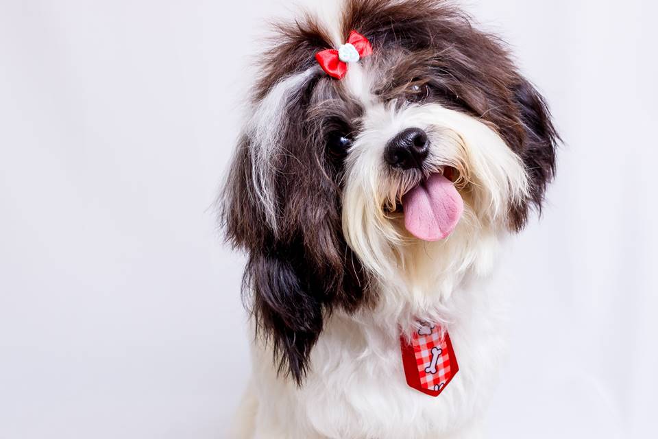 Shih-tzu