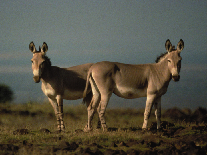 Somaliensis do Equus Africanus