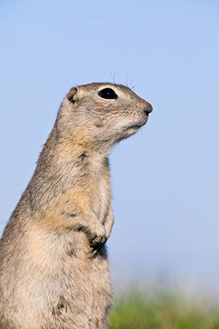 Spermophilus Richardsonii