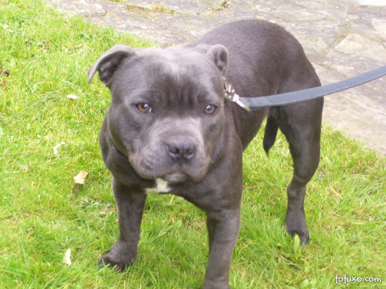 Staffordshire Bull Terrier