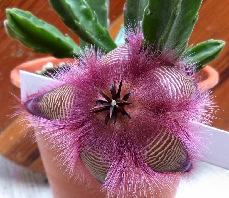 Stapelia Hirsuta