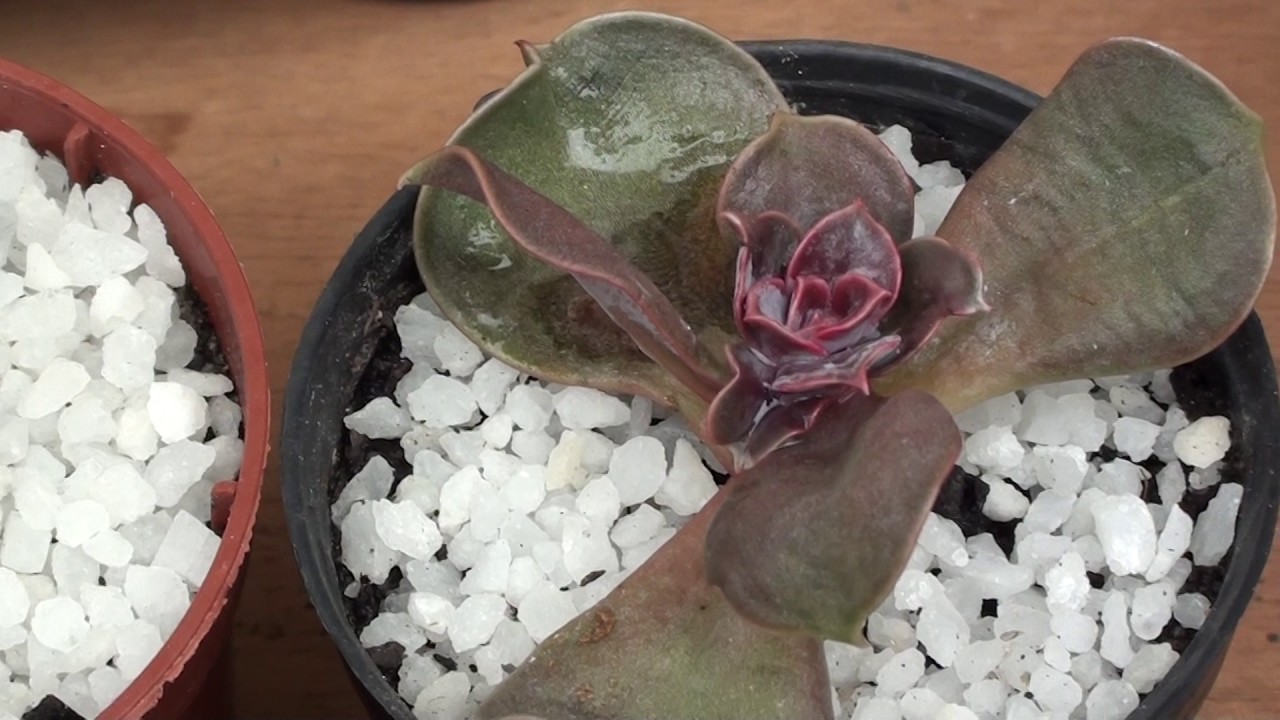 Suculenta Murcha