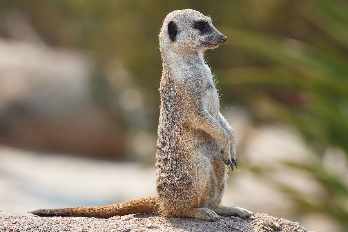 Suricata Suricatta